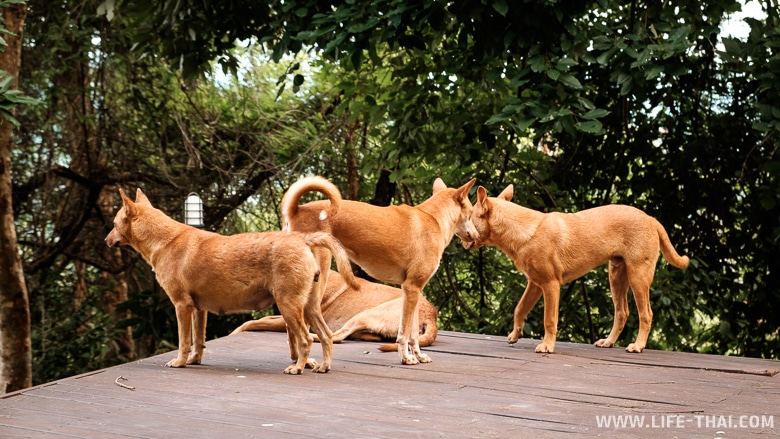 Рыжие собаки на горе обезьян, Пхукет