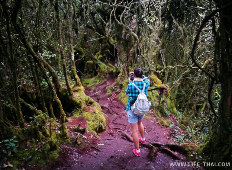 Камерон Хайлендс: как добраться, цены, где жить, отели, кафе и еда