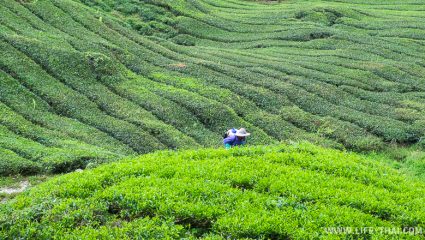 Сборщик чая на плантации, Нагорье Камерон, Малайзия Сборщик чая на плантации, Нагорье Камерон, Малайзия