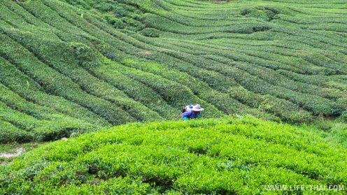 Сборщик чая на плантации, Нагорье Камерон, Малайзия