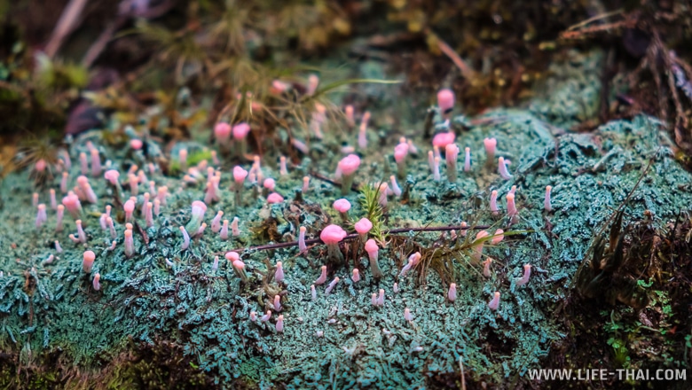 Розовые грибы в Камерон Хайлендс, Малайзия