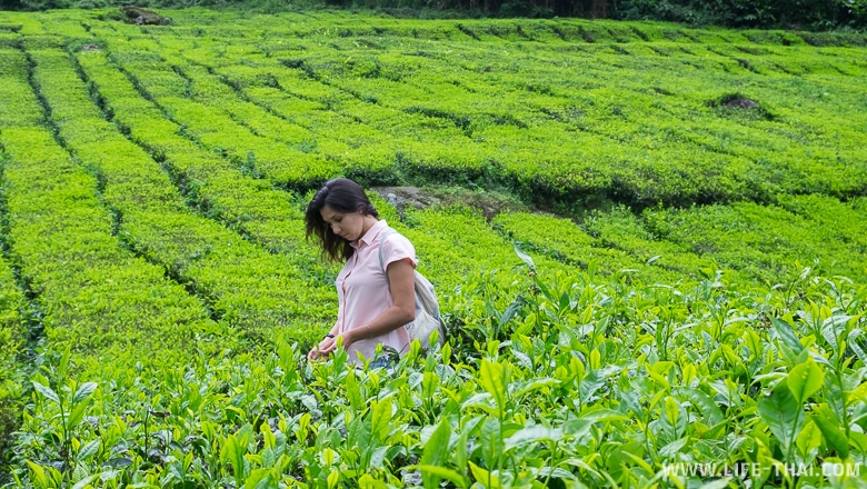 Чайные плантации Камерон Хайлендс - зелёное вдохновение