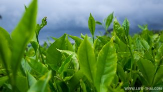 Чайные плантации Камерон Хайлендс - зелёное вдохновение