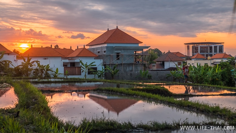 Закат у рисовых полей, Бали