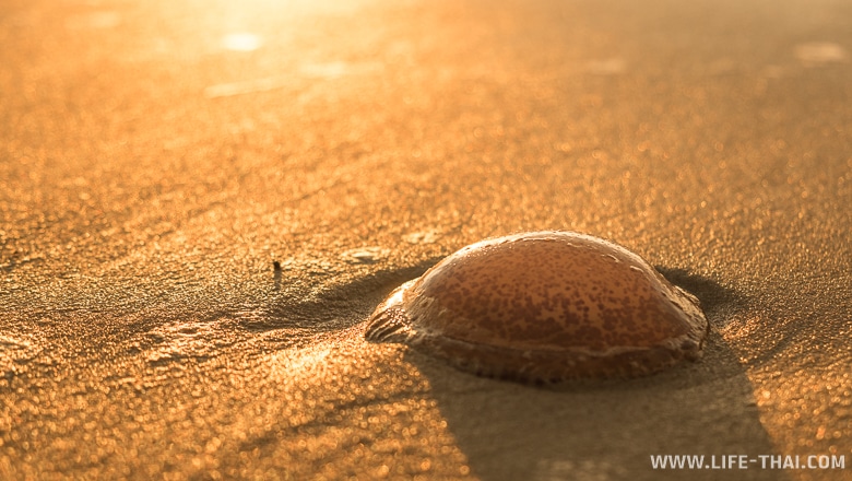 Медуза на песке, остров Борнео, Малайзия