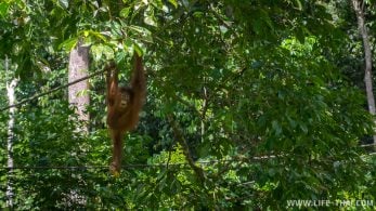 Центр реабилитации орангутангов в Сандакане, Малайзия