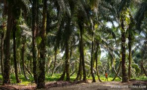 Плантация масличной пальмы на острове Борнео, Малайзия