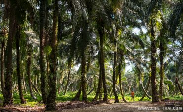Плантация масличной пальмы на острове Борнео, Малайзия