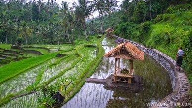 Рисовые террасы в Убуде, Бали