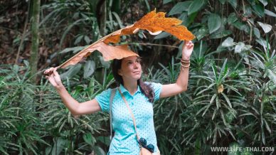 Сухой лист где-то в джунглях Борнео можно использовать как зонт