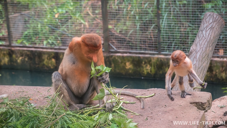 Кормление обезьян-носачей в парке Лок Кави, Кота-Кинабалу, Малайзия
