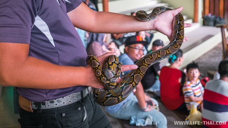 Змеи острова Борнео, Малайзия