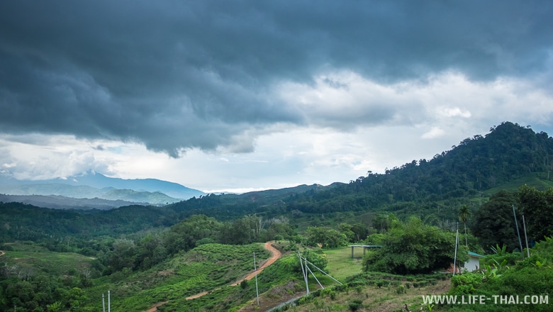 Чайные плантации Сабах, Борнео, Малайзия
