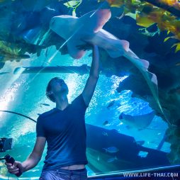 Акула в океанариуме KLCC, Куала Лумпур, Малайзия