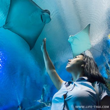 Скат в океанариуме KLCC, Куала Лумпур, Малайзия Скат в океанариуме KLCC, Куала Лумпур, Малайзия