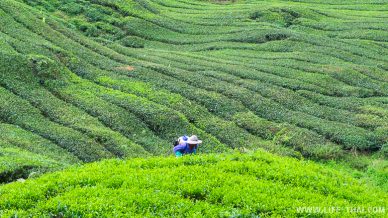 Чайные плантации в Камерон Хайлендс недалеко от Куала Лумпура