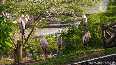 Одна из достопримечательностей Куала Лумпура - парк птиц