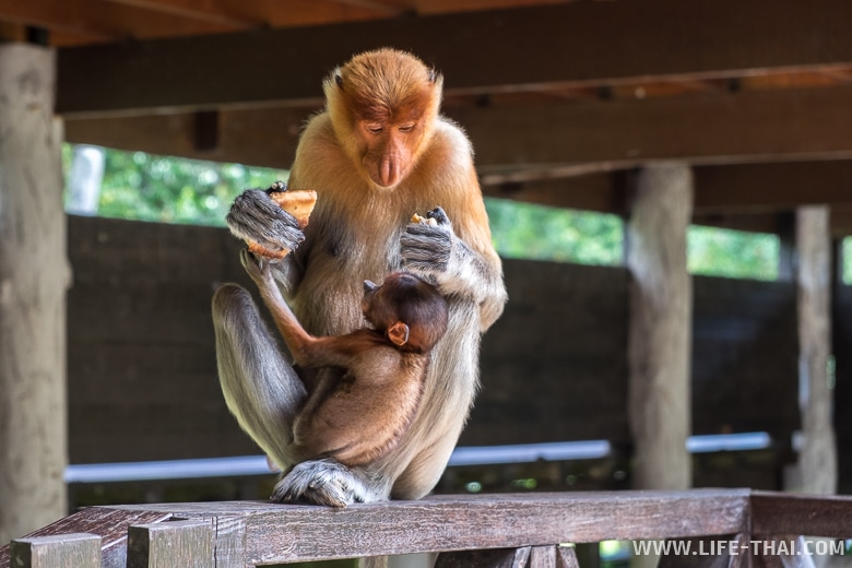 Самка Proboscis monkey с детёнышем, Сандакан, Малайзия