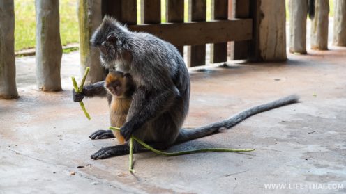 У серебрянных тонкотелов детёныши ярко рыжие У серебрянных тонкотелов детёныши ярко рыжие
