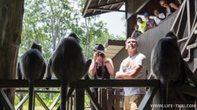 Заповедник обезьян-носачей на Борнео (Сандакан), Малайзия