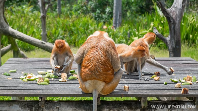 Кормление диких обезьян-носачей в заповеднике, Малайзия