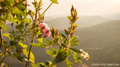 Цветок розы на фоне горного пейзажа Мэсалонга