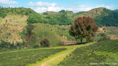 Чайные плантации и китайские арки - идеально для селфи и фотосессий