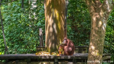 Орангутанг обедает бананами