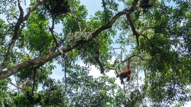 Орангутанг на ветке дерева смотрит вниз