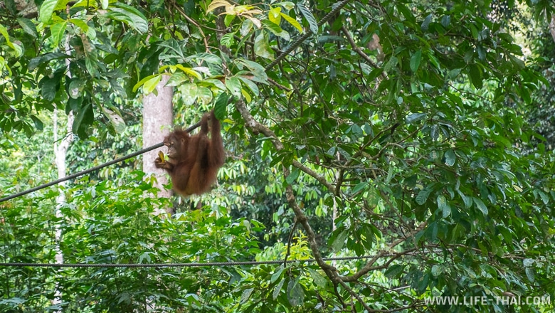 Орангутанг висит на верёвке и есть банан