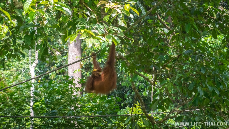 Орангутанг висит на верёвке и есть банан