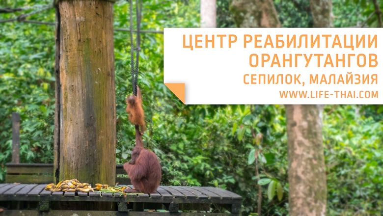 Поездка в Сепилок: Центр реабилитации орангутангов, Центр защиты солнечных медведей и Центр исследований дождевых лесов. Полезная информация, как добраться, что посмотреть
