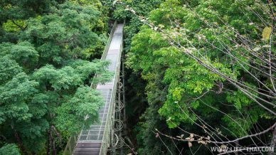 Canopy walkway в джунглях Борнео, Малайзия