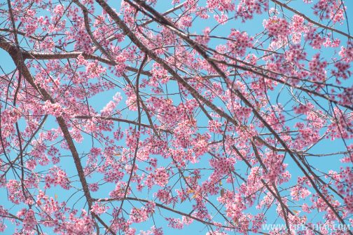 В январе на севере Таиланда расцветает сакура - вишня