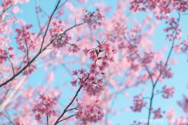 В январе на севере Таиланда расцветает сакура - вишня