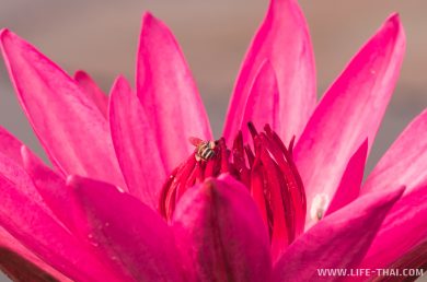 Пчела на цветке лотоса крупным планом