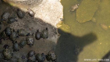 Черепахи в озере в храме Fu Lin Kong на Пангкоре