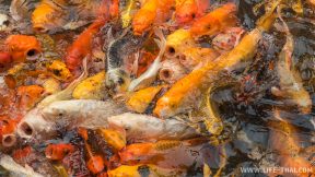 Вечно голодные золотые рыбки в пруду. Их можно кормить, но ловить нельзя