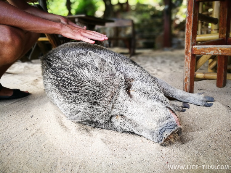 Свин, который живёт на Пангане в Корал бич бар