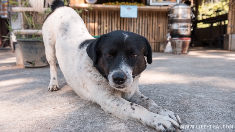 Тайский собакен встречает нас на парковке у смотровой площадки