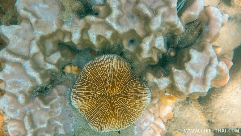 Фунгия - кораллы ко Куда