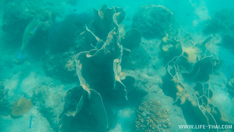 Листообразные кораллы Сиамского залива