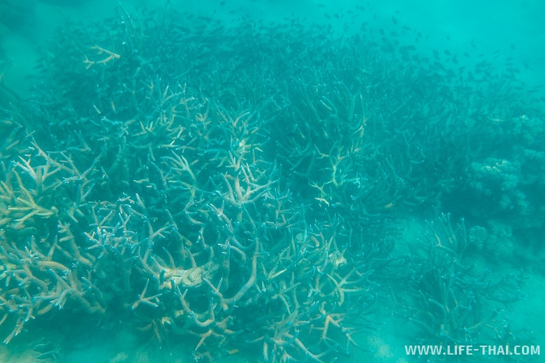 Кораллы Сиамского залива