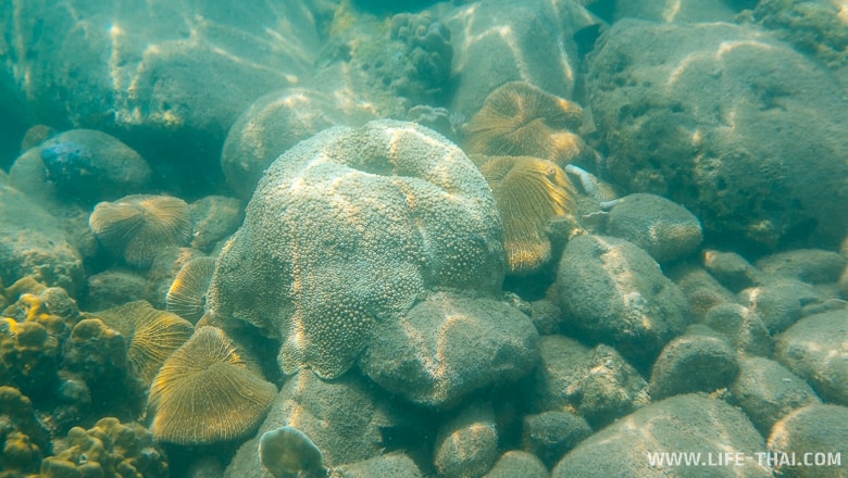 Коралл гриб в Сиамском заливе около ко Куда