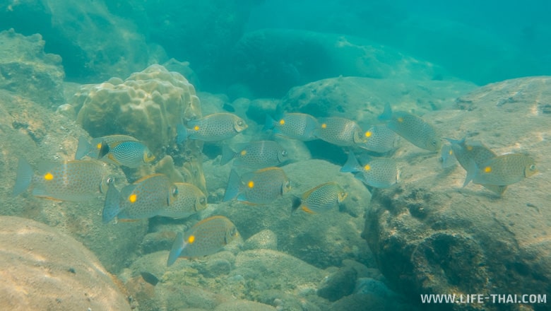 Сиганы - рыбы в Сиамском заливе