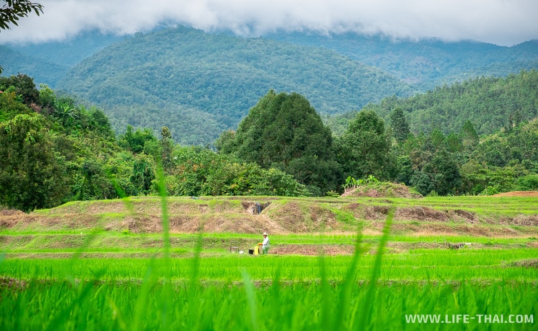 Тайский фермер на рисовых полях