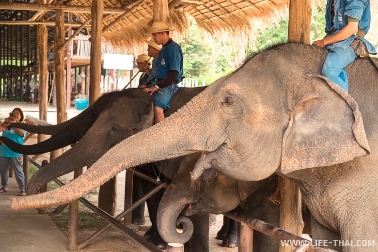Кормление слонов в Центре сохранения слонов Таиланда