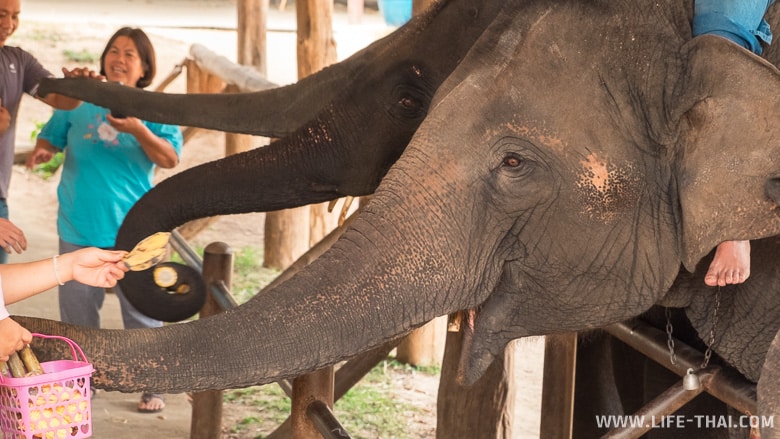 Кормление слонов в Центре сохранения слонов Таиланда