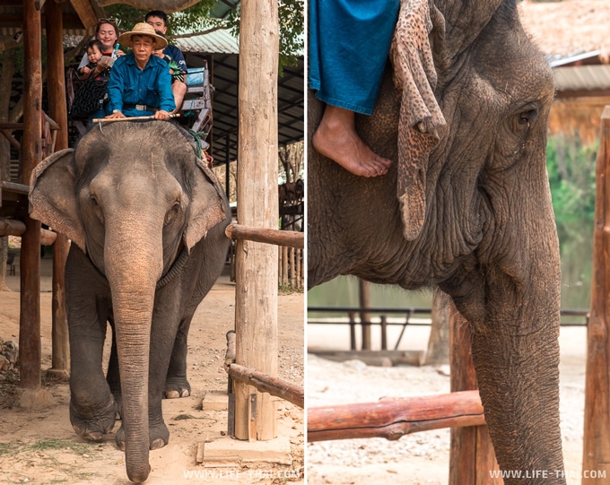 Центр сохранения слонов в Таиланде