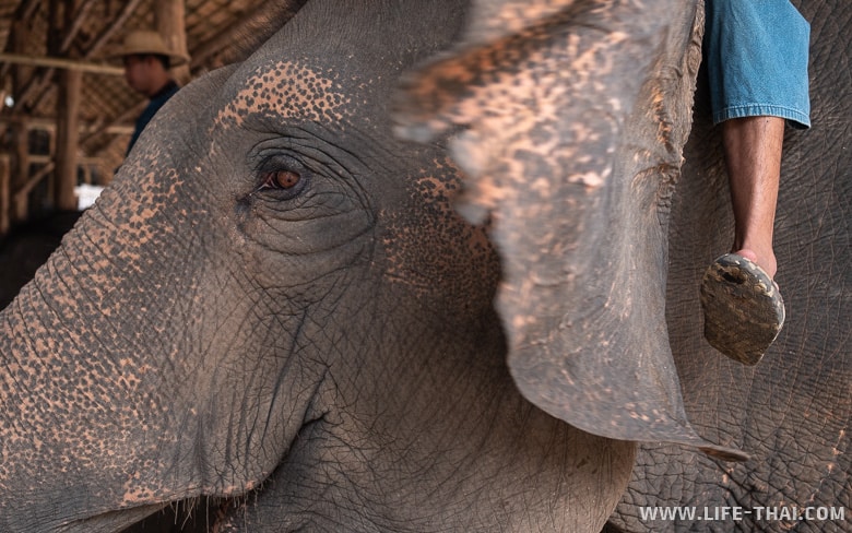 Центр сохранения слонов в Таиланде